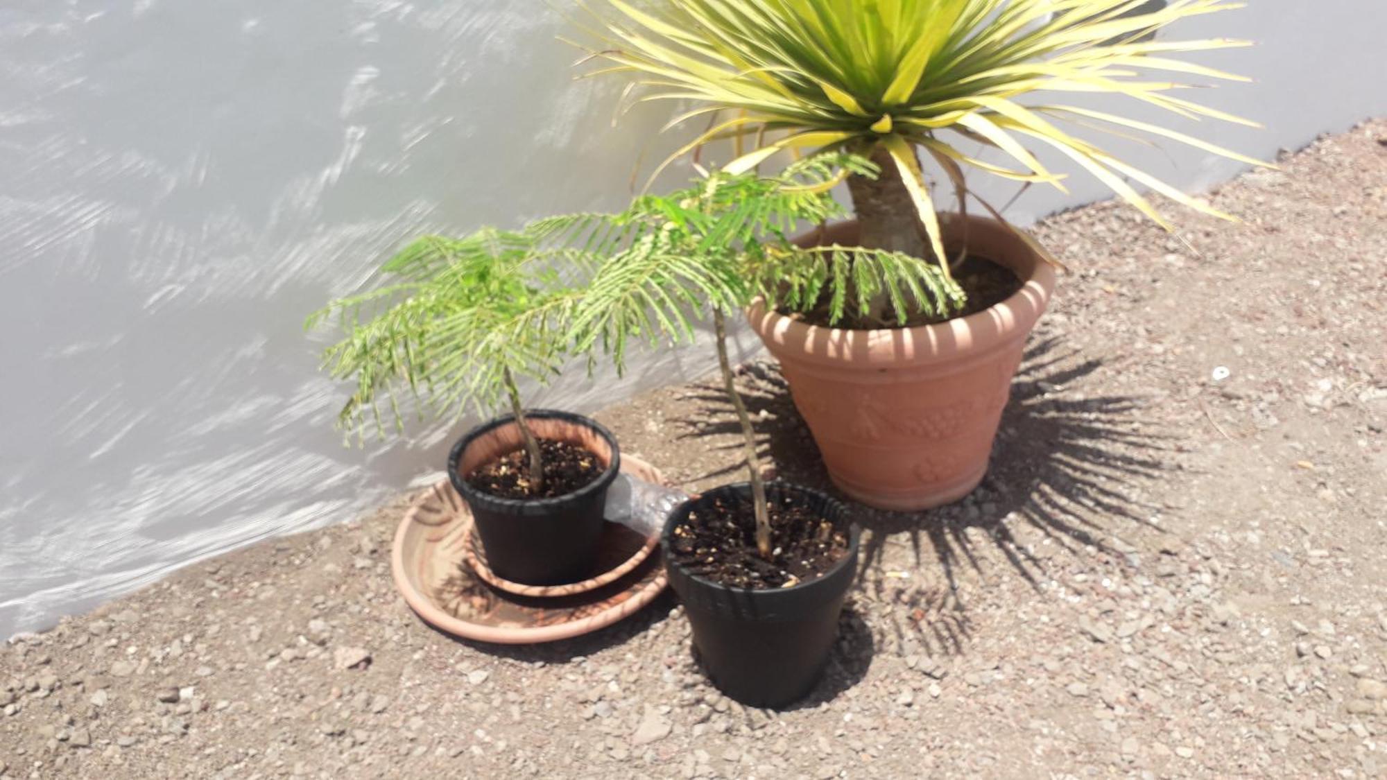 סנטה קרוז דה טנריף Nueva Casa Rural Piscina Privada מראה חיצוני תמונה